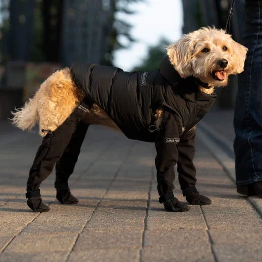 Protective Dog Boots | All-Weather Paw Guards