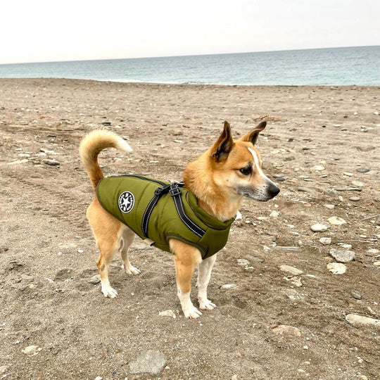 Winter Dog Coat | Built-in Safety Harness Design