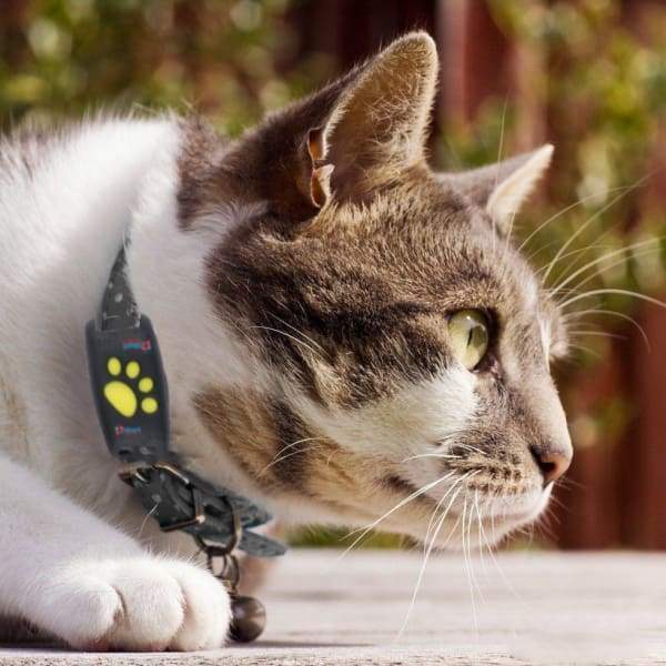 GPS Cat Tracker Collar | Real-Time Satellite Location Monitor