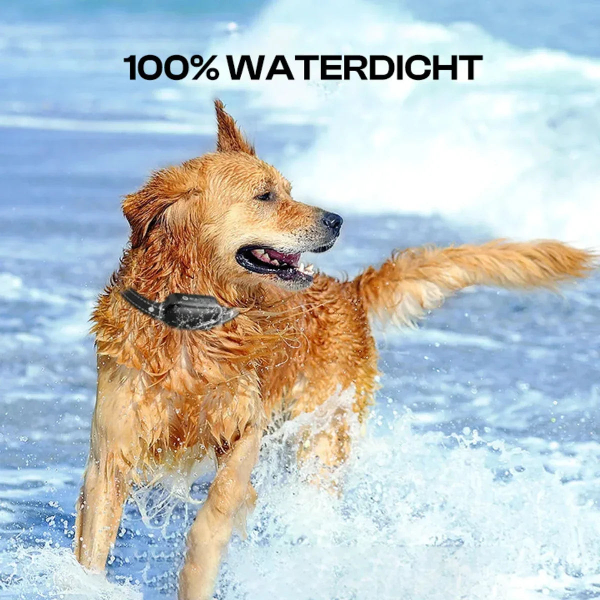 Smart Dog Training Collar | Digital Display Remote Control