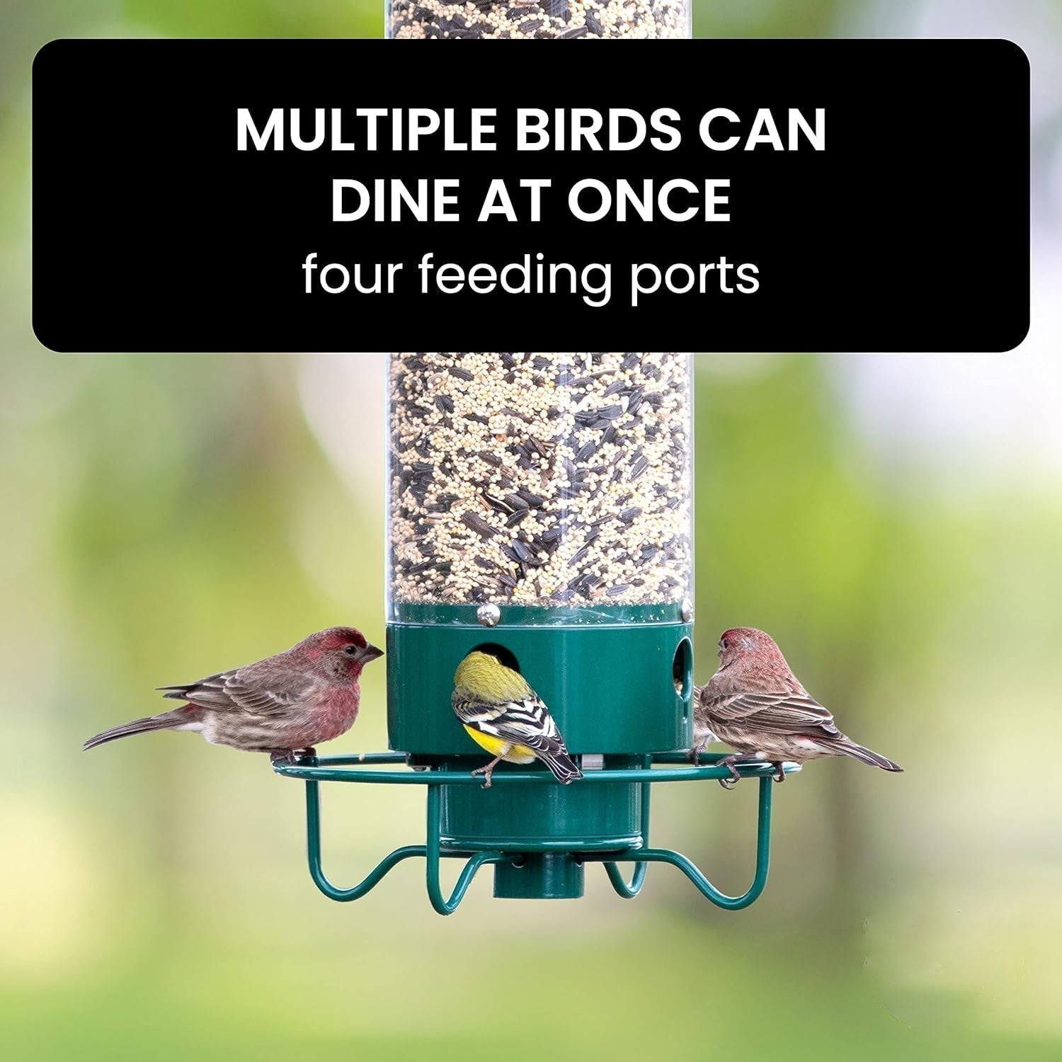 Squirrel Proof Bird Feeder | Heavy Duty Metal Tube Design