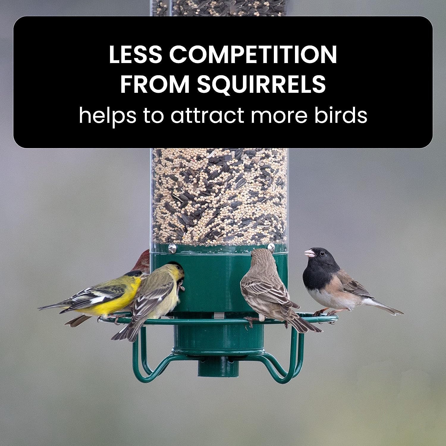 Squirrel Proof Bird Feeder | Heavy Duty Metal Tube Design