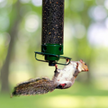 Squirrel Proof Bird Feeder | Rotating Perch Metal Design