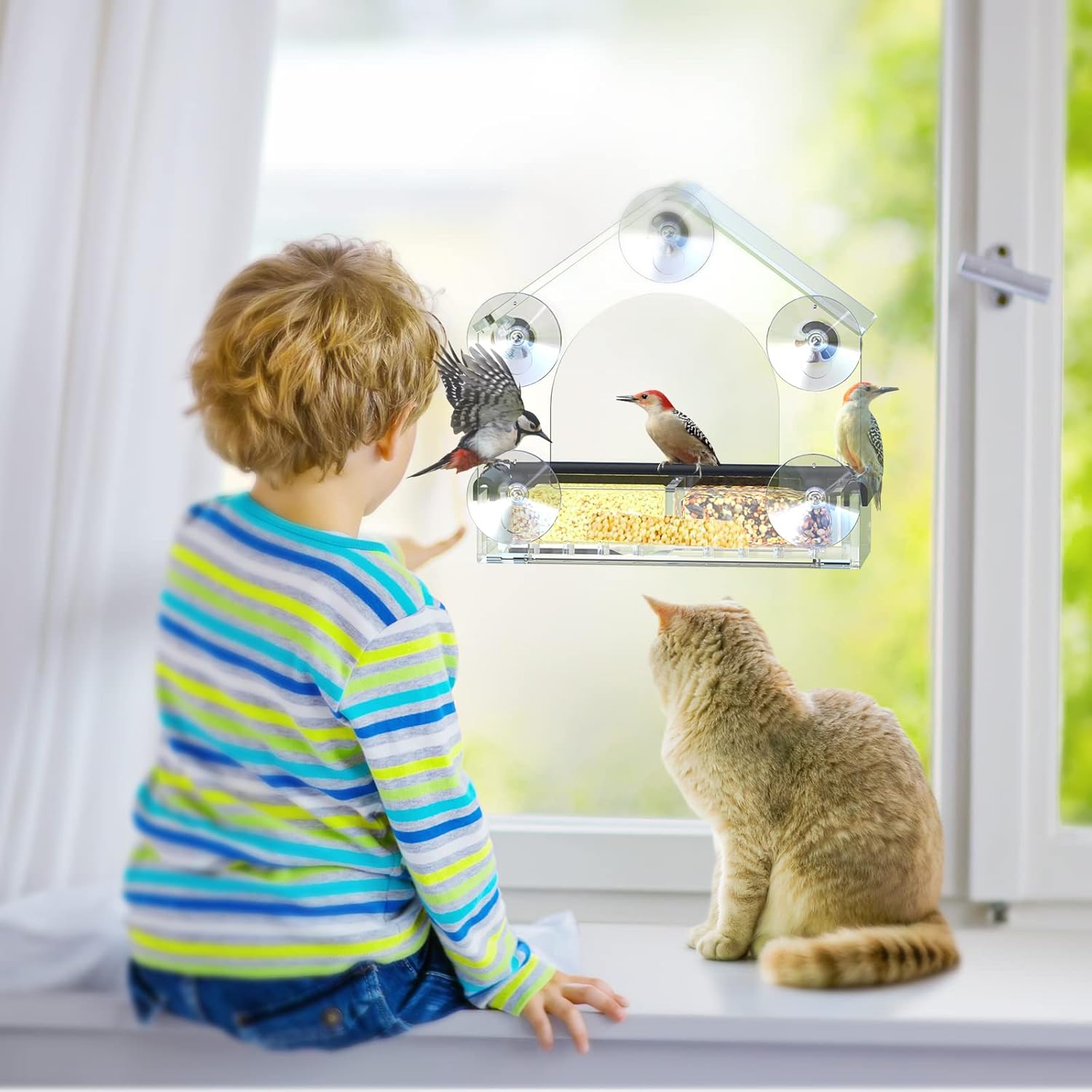 Acrylic Window Bird Feeder | Transparent House Design with Suction Cups