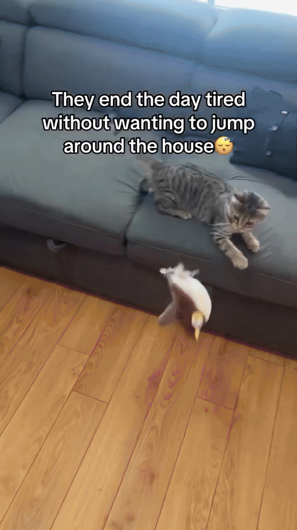 Interactive Cat Toy | Motion Activated Plush Bird
