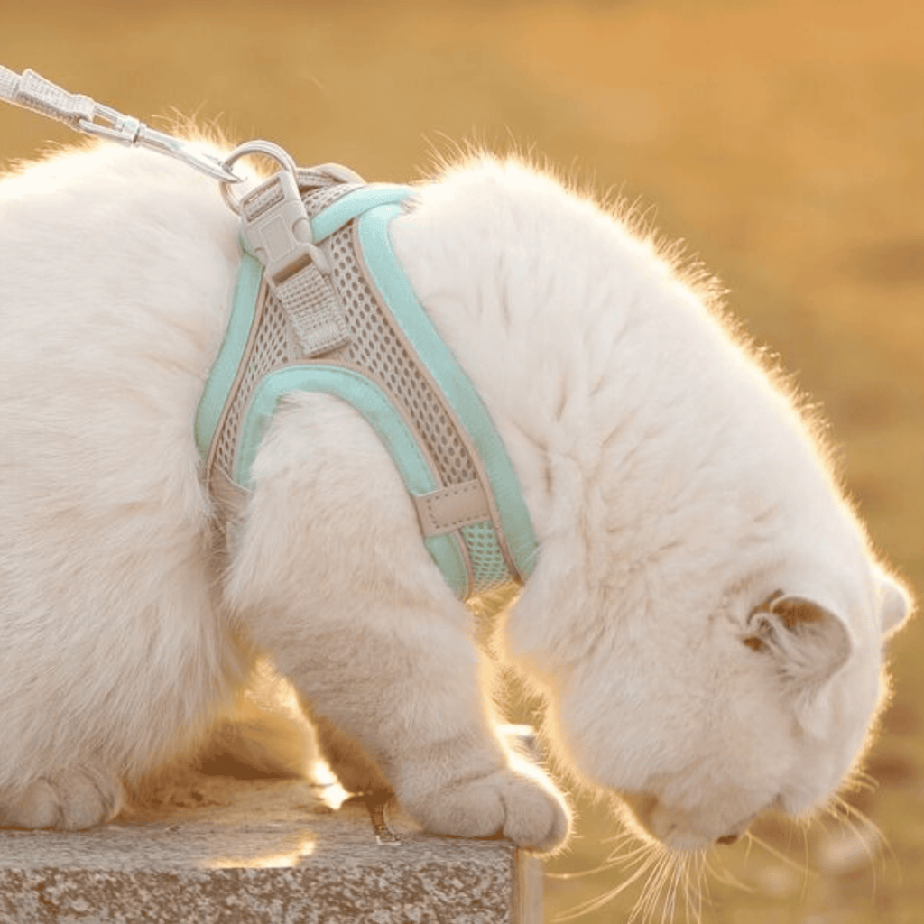Mesh Cat Harness | Adjustable Safety Design