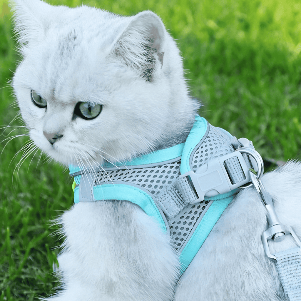 Mesh Cat Harness | Adjustable Safety Design