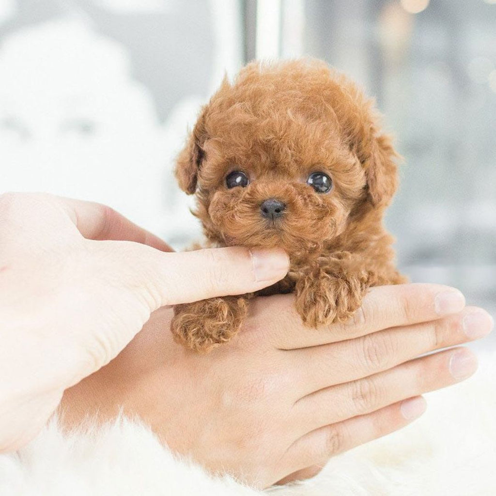 Interactive Pet Toy | Touch Responsive Plush Companion