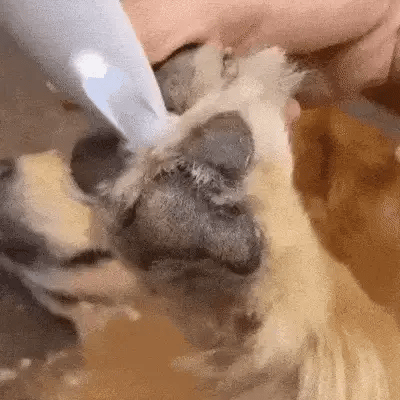 Pet Grooming Trimmer | Ultra Quiet Ceramic Blade Design