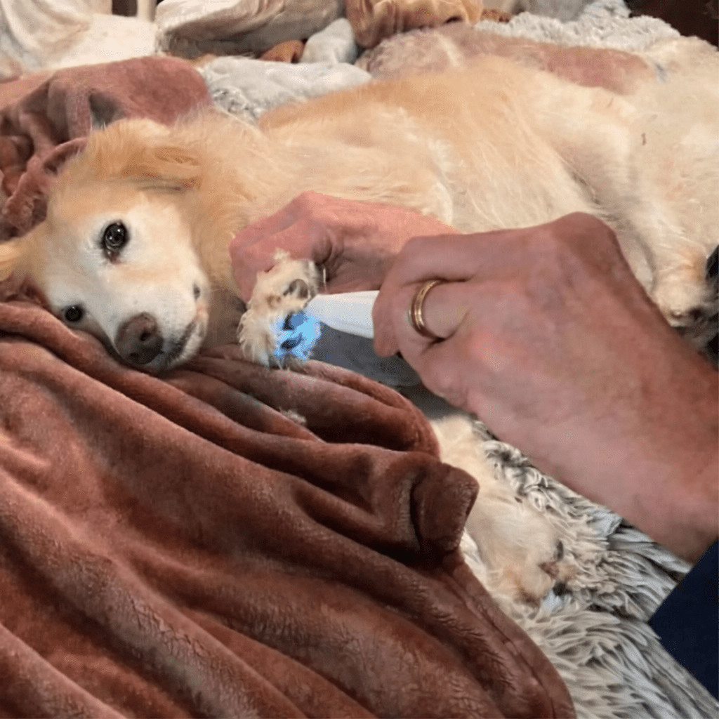 Pet Grooming Trimmer | Ultra Quiet Ceramic Blade Design