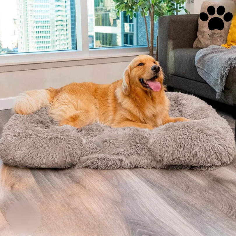 Orthopedic Dog Bed | Memory Foam With Plush Cover