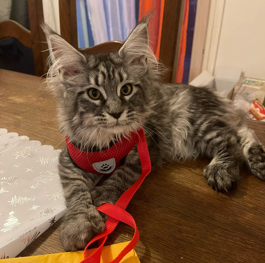 Cat Harness and Leash Set | Adjustable Mesh Design with Safety D-Ring