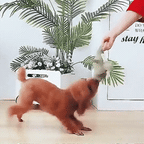 Plush Crocodile Dog Toy | Textured Fabric with Built-In Squeaker