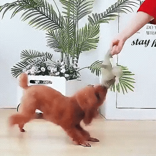 Plush Crocodile Dog Toy | Textured Fabric with Built-In Squeaker