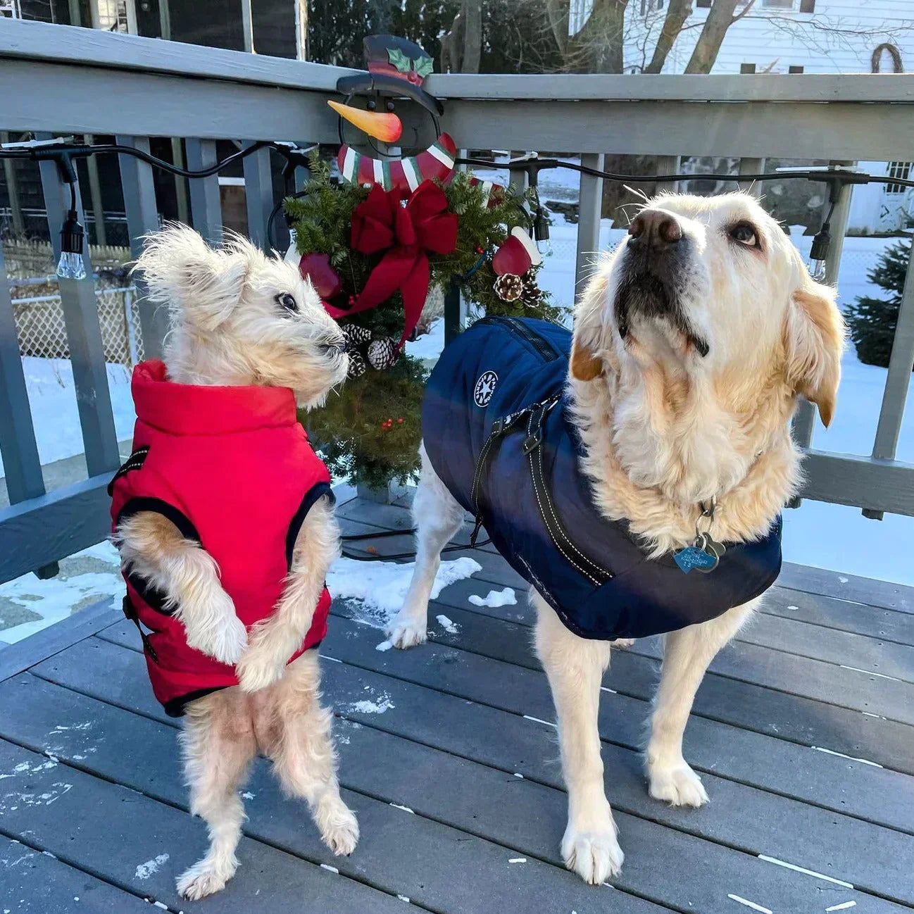 Winter Dog Coat | Built-in Safety Harness Design