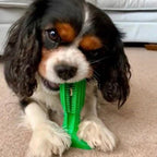 Dog Dental Care Toy | Natural Rubber Teeth Cleaning Chew