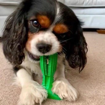 Dog Dental Care Toy | Natural Rubber Teeth Cleaning Chew