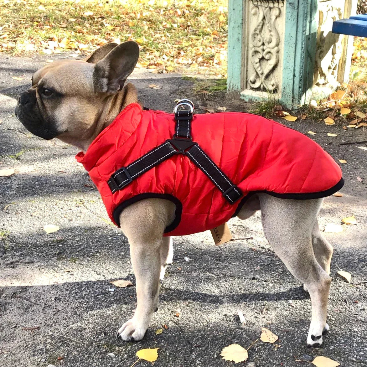 Winter Dog Coat | Built-in Safety Harness Design