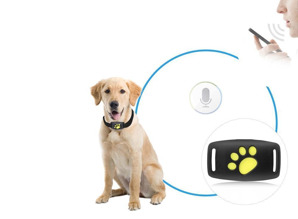 GPS Cat Tracker Collar | Real-Time Satellite Location Monitor